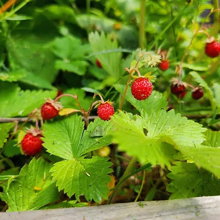 Apartamento Wygodne M Z Ogródkiem Rzeszów
